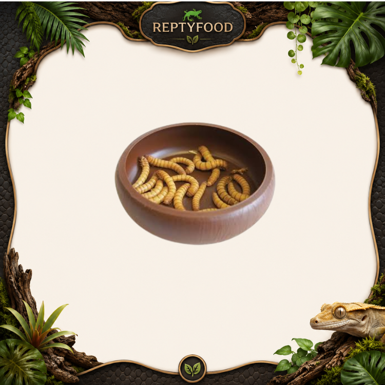 KOMODO MEALWORM DISH - CIOTOLA PER TARME