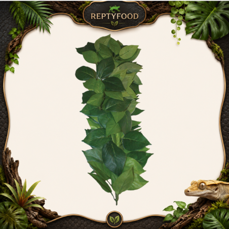 KOMODO FICUS SILK VINE