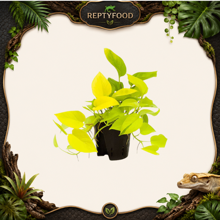 GOLDEN POTHOS - PIANTE DA TERRARIO