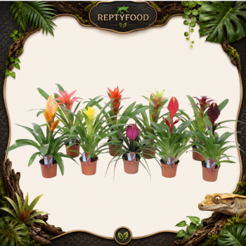 BROMELIA MIX