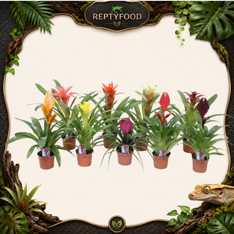 BROMELIA MIX - PIANTE DA TERRARIO