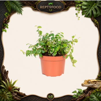 FICUS PUMILA SUNNY