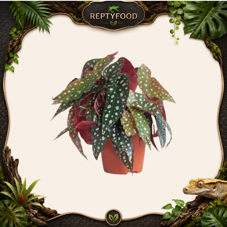 BEGONIA MACULATA WIGHTII - PIANTE DA TERRARIO
