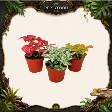 FITTONIA MIX COLOR - PIANTA DA TERRARIO
