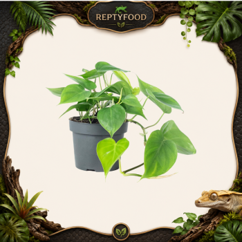 POTHOS MEDIUM / SMALL - PIANTA DA TERRARIO