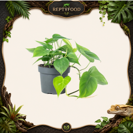 POTHOS MEDIUM / SMALL - PIANTA DA TERRARIO