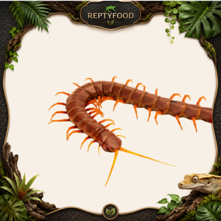SCOLOPENDRA HISPANIOLA RED GIANT XL