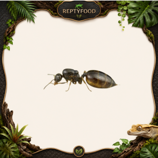 CREMATOGASTER SORDIDULA