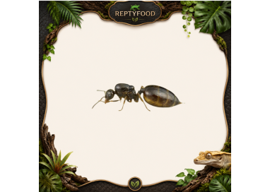 CREMATOGASTER SORDIDULA