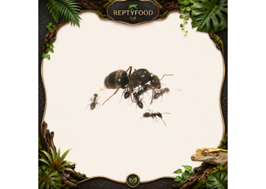 REGINA LASIUS NIGER