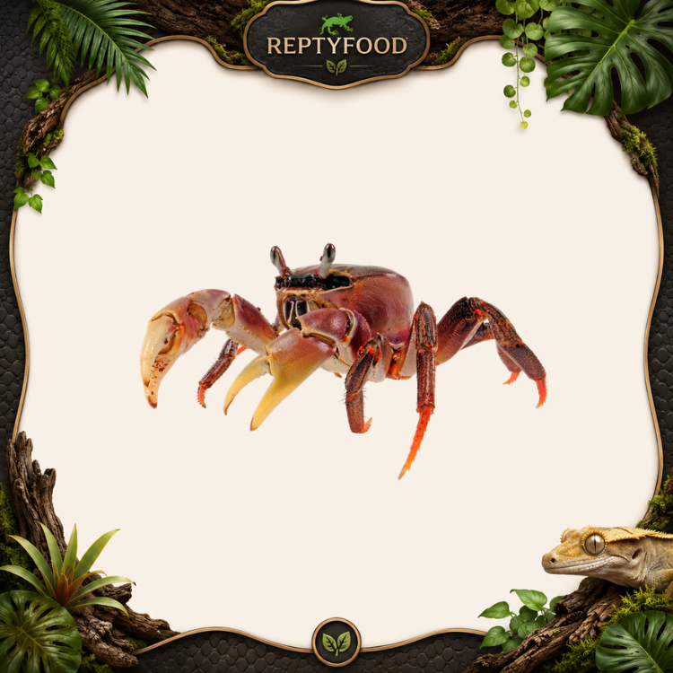 CARDIOSOMA CARNIFEX  - GRANCHIO TERRESTRE TROPICALE