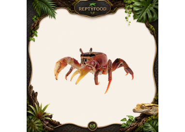 CARDIOSOMA CARNIFEX  - GRANCHIO TERRESTRE TROPICALE