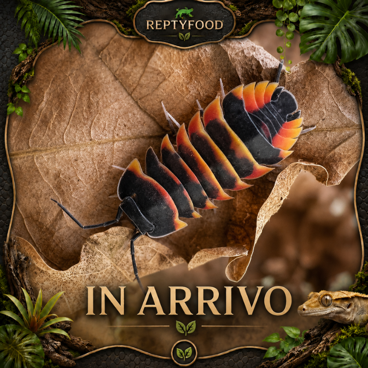 ARDENTIELLA EMBER BEE - ISOPODI TROPICALI