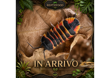 ARDENTIELLA EMBER BEE - ISOPODI TROPICALI