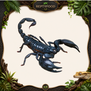 HETEROMETRUS SILENUS - SCORPIONE ASIATICO