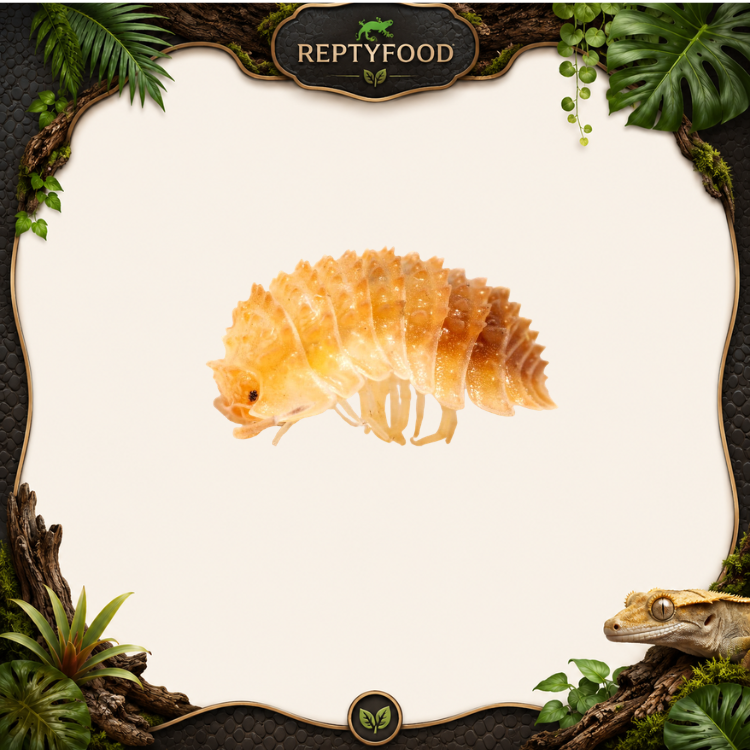 CRISTARMADILLIDIUM MURICATUM - ISOPODI TROPICALI