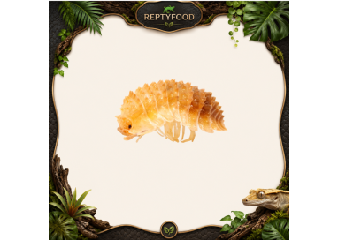 CRISTARMADILLIDIUM MURICATUM - ISOPODI TROPICALI