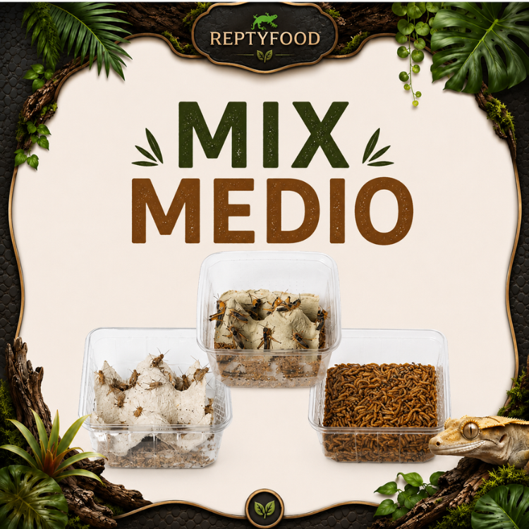 MIX DAY MEDIUM - DOSE GRILLI, TARME E LOCUSTE MEDIE