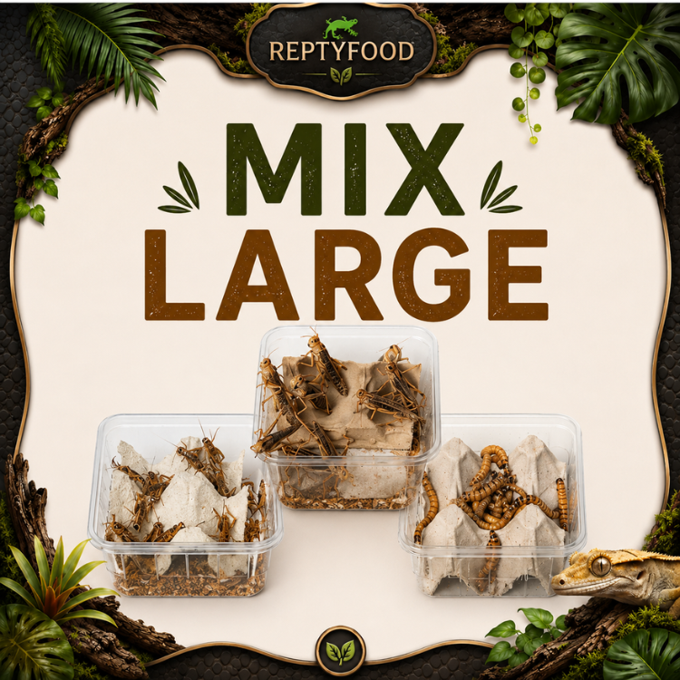 MIX DAY LARGE- DOSE GRILLI, CAIMANI E LOCUSTE GRANDI