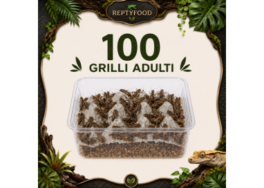 ACHETA ADULTI 100 PEZZI - INSETTI DA PASTO