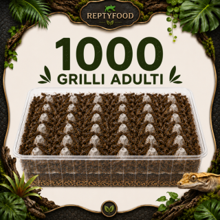 1000 ACHETA ADULTI - INSETTI DA PASTO