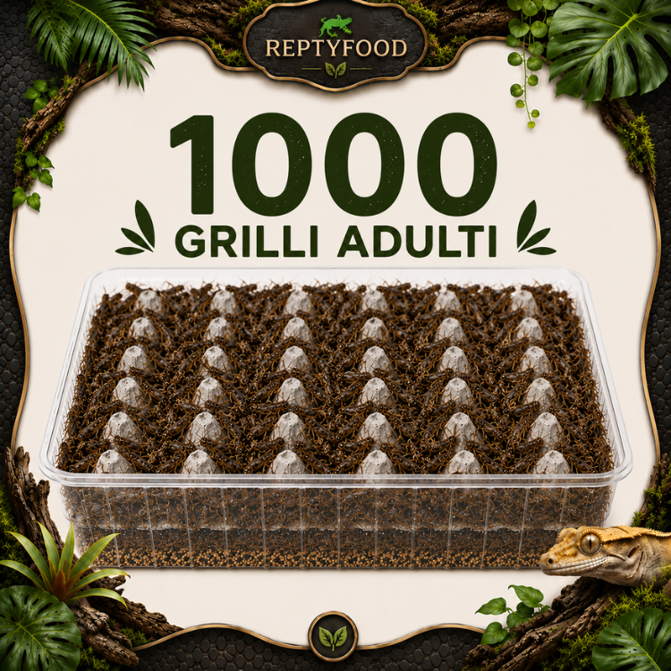 1000 ACHETA ADULTI - INSETTI DA PASTO