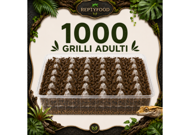 1000 ACHETA ADULTI - INSETTI DA PASTO