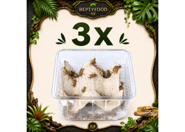 3 x DOSI ACHETA MEDI - INSETTI DA PASTO