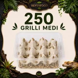 ACHETA MEDI 250 PEZZI GRATIS - INSETTI DA PASTO