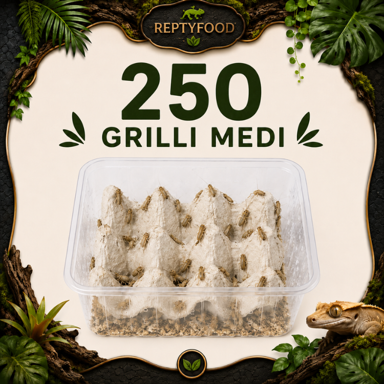 ACHETA MEDI 250 PEZZI GRATIS - INSETTI DA PASTO