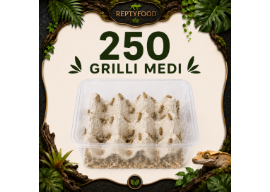 ACHETA MEDI 250 PEZZI GRATIS - INSETTI DA PASTO