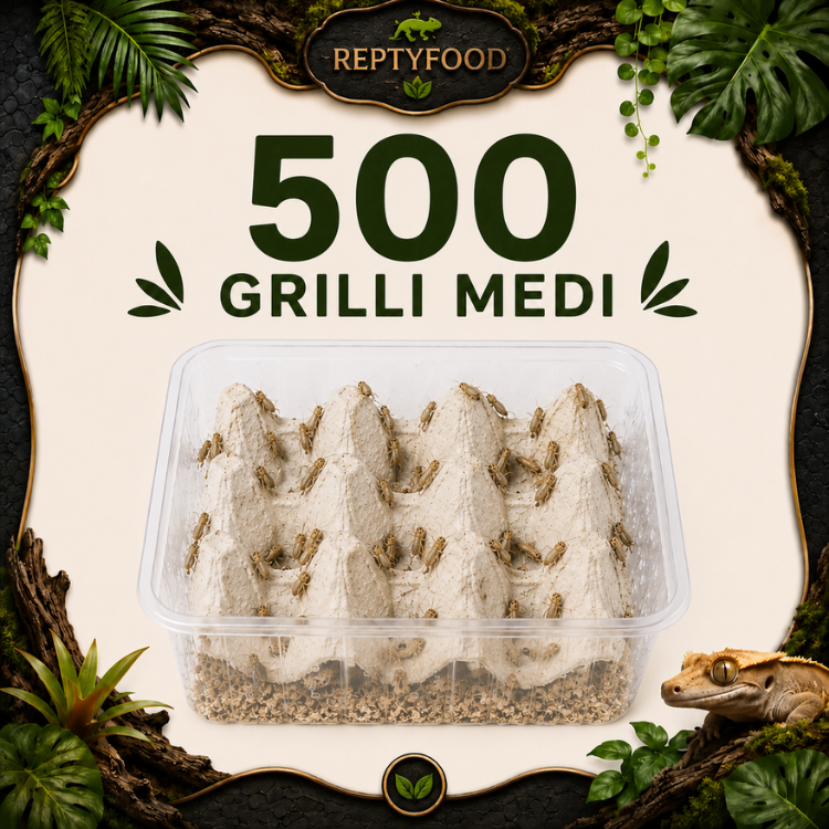 ACHETA MEDI 500 PEZZI - INSETTI DA PASTO