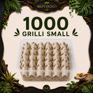 ACHETA SMALL 1000 PEZZI - INSETTI DA PASTO