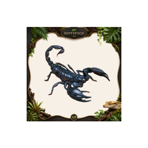 HETEROMETRUS SILENUS - SCORPIONE ASIATICO
