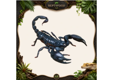 HETEROMETRUS SILENUS - SCORPIONE ASIATICO
