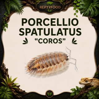 PORCELLIO SPATULATUS "COROS" - ISOPODI TROPICALI