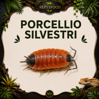PORCELLIO SILVESTRI - ISOPODI TROPICALI