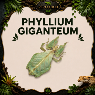 PHYLLIUM GIGANTEUM - INSETTO FOGLIA GIGANTE