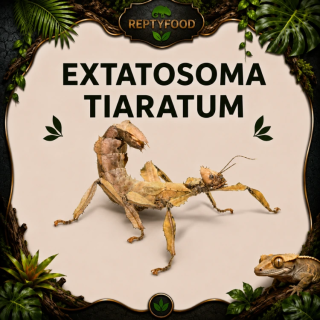 EXTATOSOMA TIARATUM