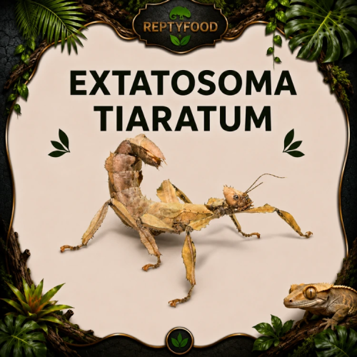 EXTATOSOMA TIARATUM