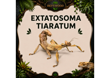EXTATOSOMA TIARATUM