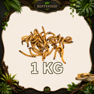 CAIMANI (Zophobas Morio) 1 KG - INSETTI DA PASTO