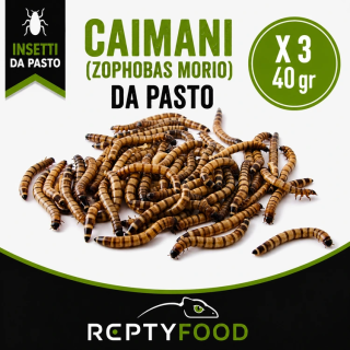 3 BOX CAIMANI (Zophobas Morio) - INSETTI DA PASTO