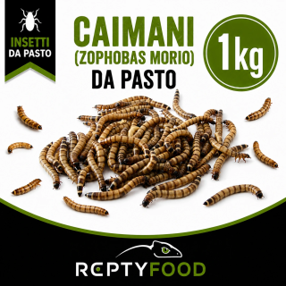 CAIMANI (Zophobas Morio) 1 KG - INSETTI DA PASTO