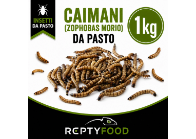CAIMANI (Zophobas Morio) 1 KG - INSETTI DA PASTO