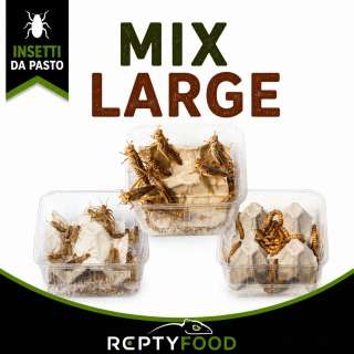 MIX DAY LARGE- DOSE GRILLI, CAIMANI E LOCUSTE GRANDI