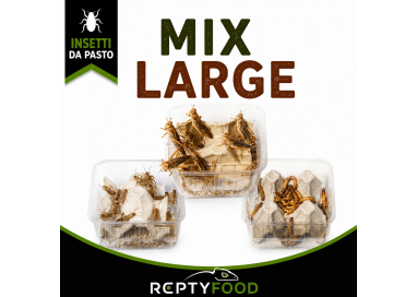 MIX DAY LARGE- DOSE GRILLI, CAIMANI E LOCUSTE GRANDI