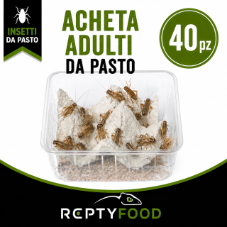 ACHETA ADULTI DOSE (40 PEZZI) - INSETTI DA PASTO