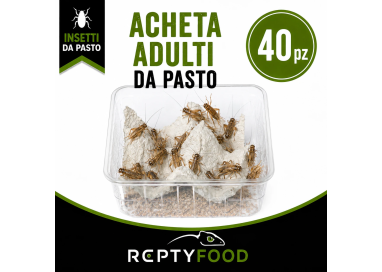 ACHETA ADULTI DOSE (40 PEZZI) - INSETTI DA PASTO
