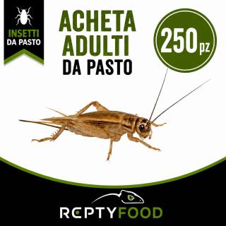 ACHETA ADULTI 250  PEZZI - INSETTI DA PASTO
